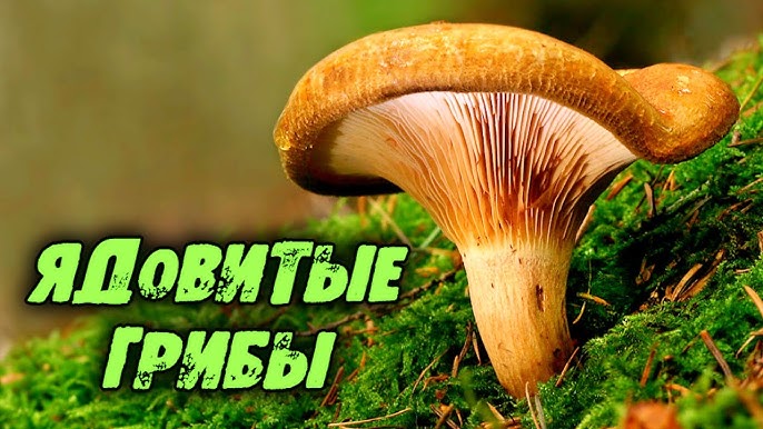 Информация о мерах предосторожности при употреблении грибов. Информация о мерах предосторожности при употреблении грибов.